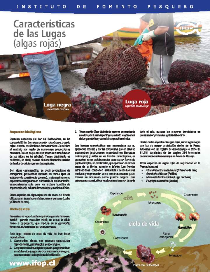 Características de las lugas algas rojas Imagen portada