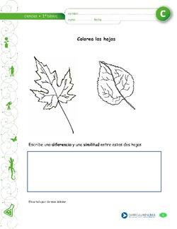 Colorea las hojas Imagen portada