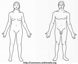Cuerpos desnudos para dibujar Imagen portada