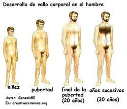 Pubertad, hombre y vellos Imagen portada