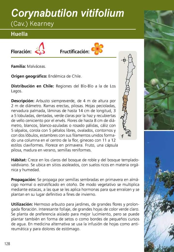 Corynabutilon vitifolium Imagen portada