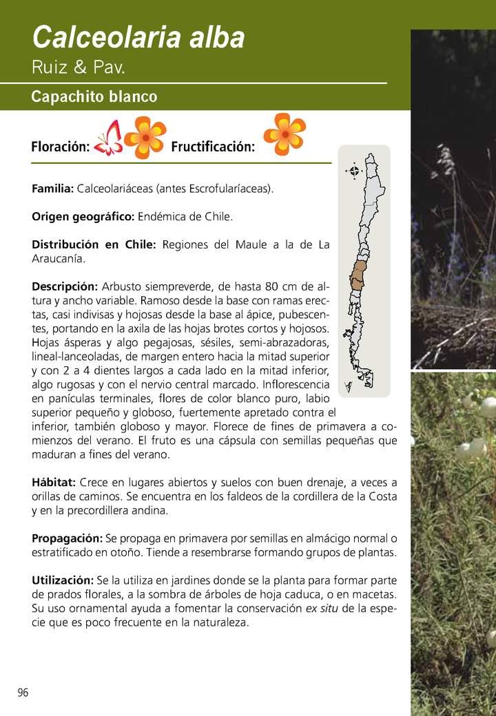 Calceolaria alba Imagen portada