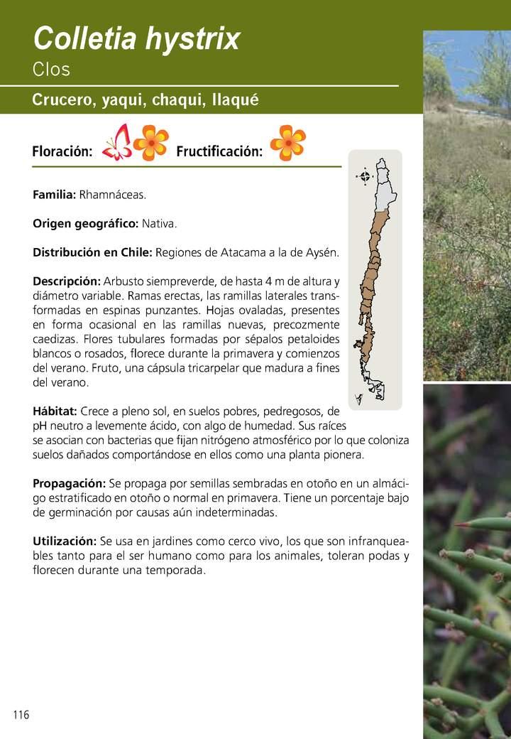 Colletia hystrix Imagen portada