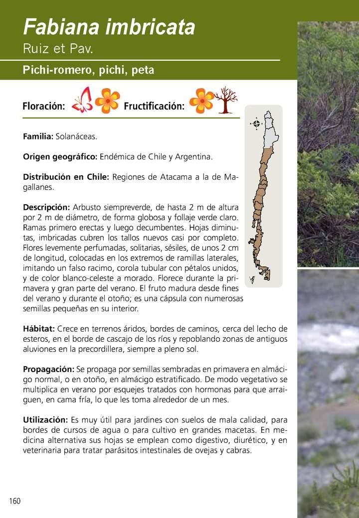 Fabiana imbricata Imagen portada
