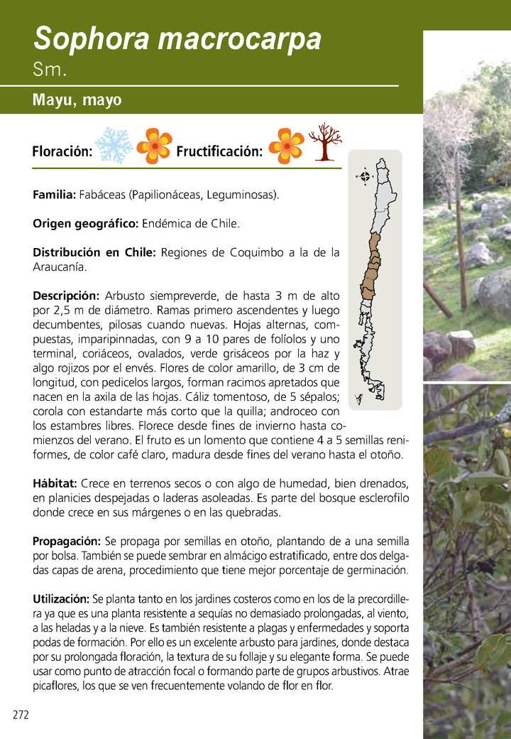 Sophora macrocarpa Imagen portada