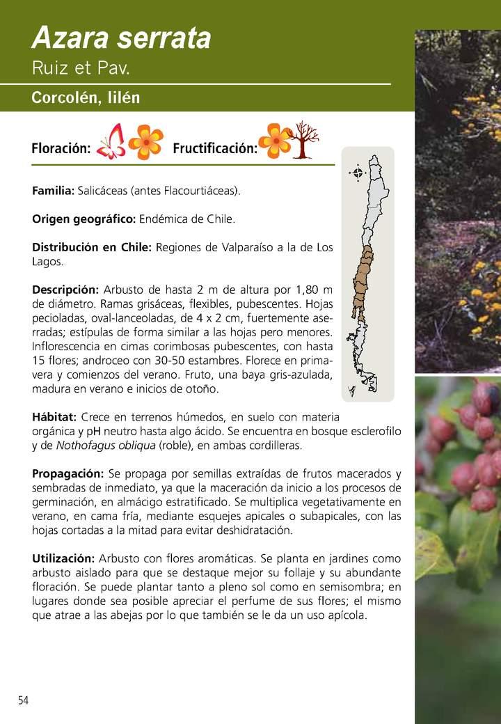 Azara serrata Imagen portada
