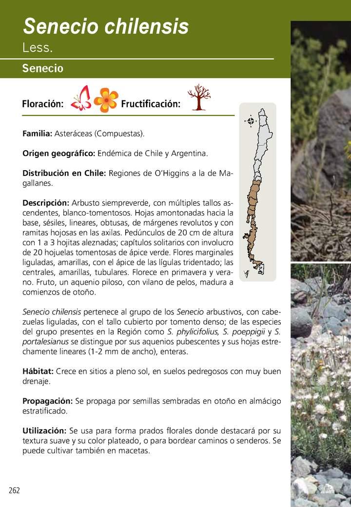 Senecio chilensis Imagen portada