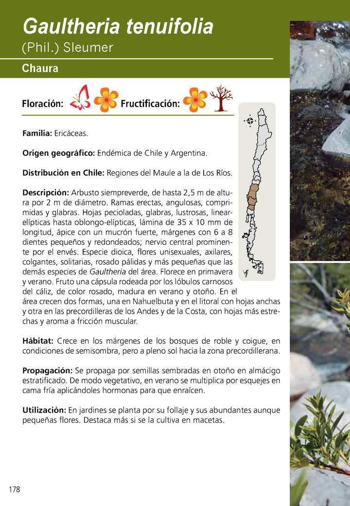 Gaultheria tenuifolia Imagen portada