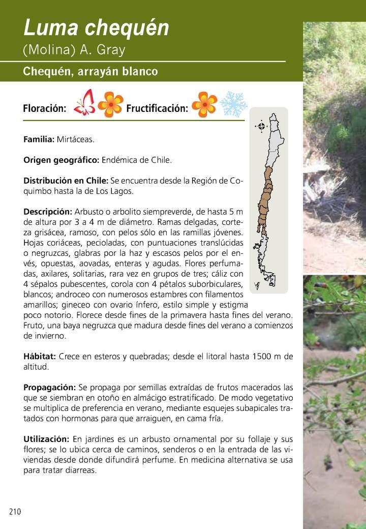 Luma chequén Imagen portada