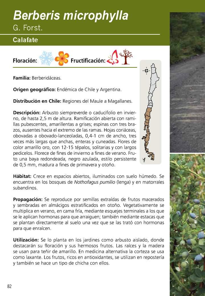 Berberis microphylla Imagen portada