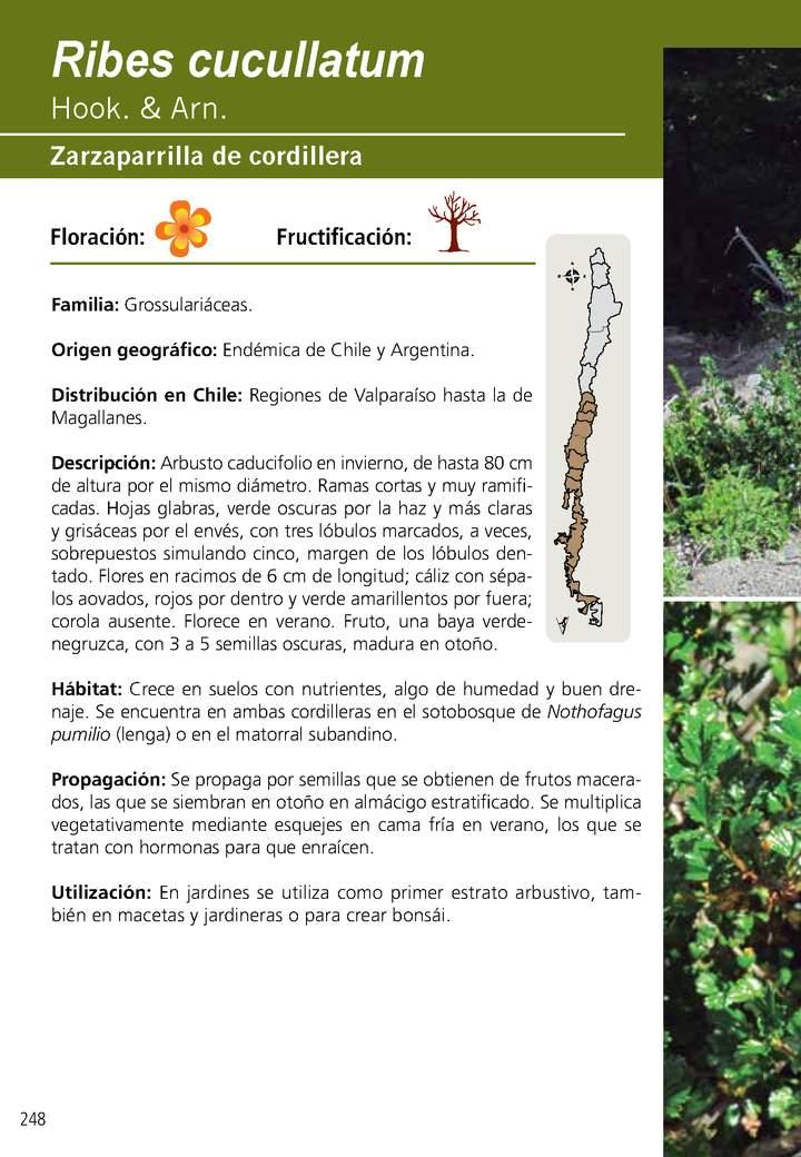 Ribes cucullatum Imagen portada