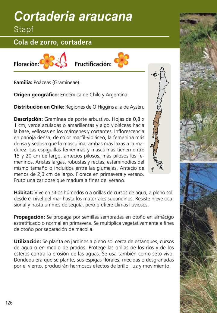 Cortaderia araucana Imagen portada