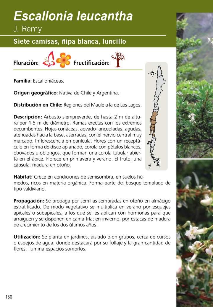 Escallonia leucantha Imagen portada