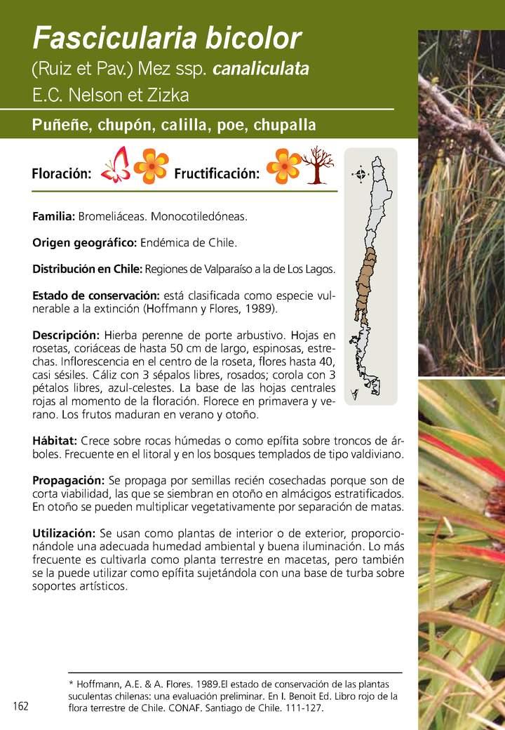 Fascicularia bicolor Imagen portada